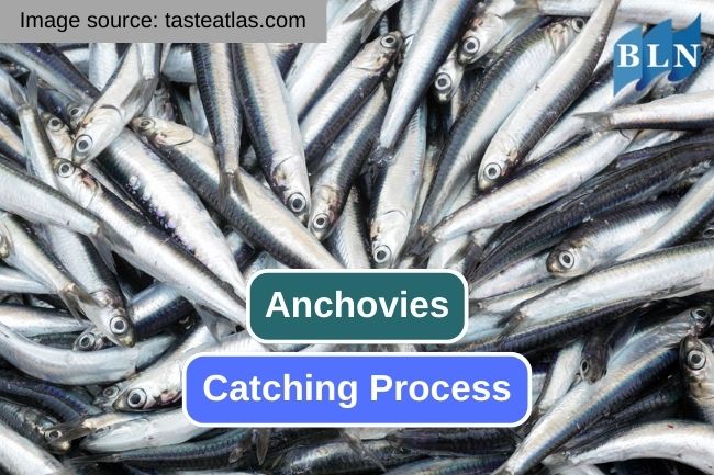 Take a Look at Anchovies Catching Process